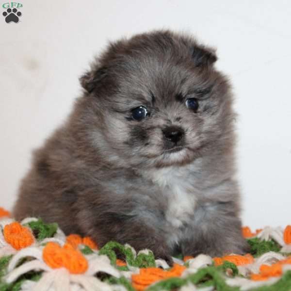 Giovanne, Pomeranian Puppy